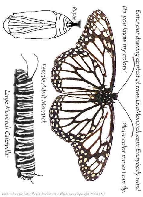 It's a warning to potential predators. butterfly coloring pages - Google Search | Butterfly ...