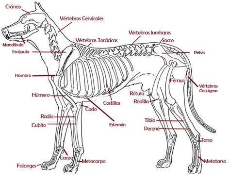 Estructura ósea Del Perro Animals Cuckys