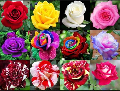 Gambar Bunga Tercantik Di Dunia Pulp