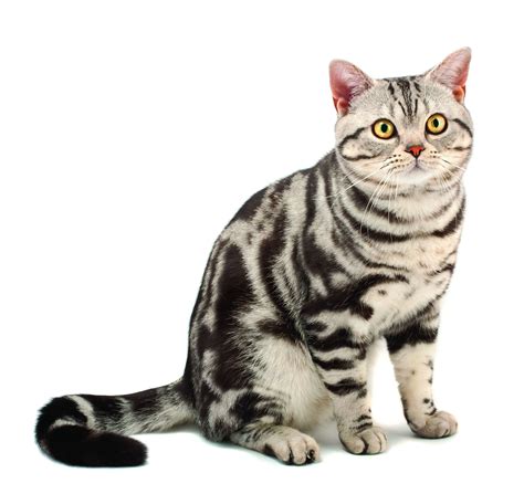 American Shorthair Cat Breed History And Some Interesting Facts
