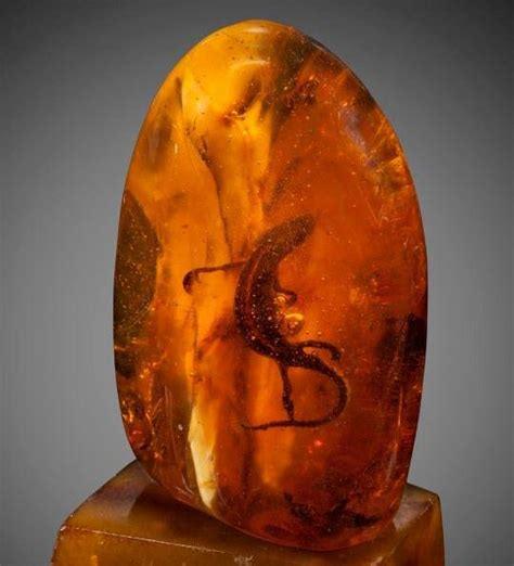 The Eight Most Incredible Fossils Preserved In Amber Geology In
