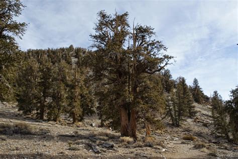 Mid Sierra Musings Ancient Bristlecone Pine Forest
