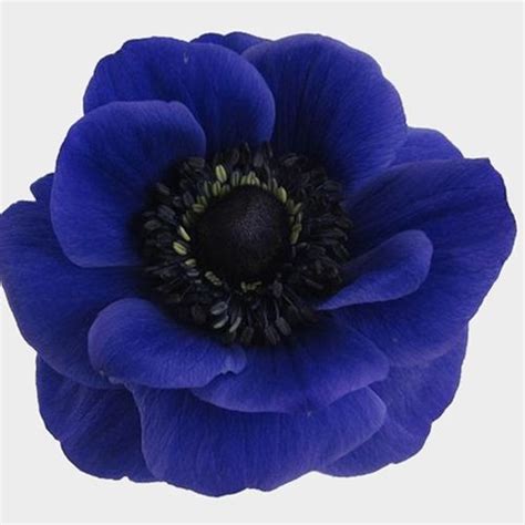 Anemone Blue Flowers 50 Stems Wholesale Blooms By