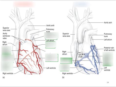Arteries And Veins Diagram Quizlet