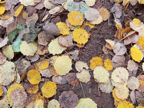 Orman içerileri sütunlu, direkli bir yapının içini andırır. Karagöl Sonbahar Yaprakları | DereTepe.Net