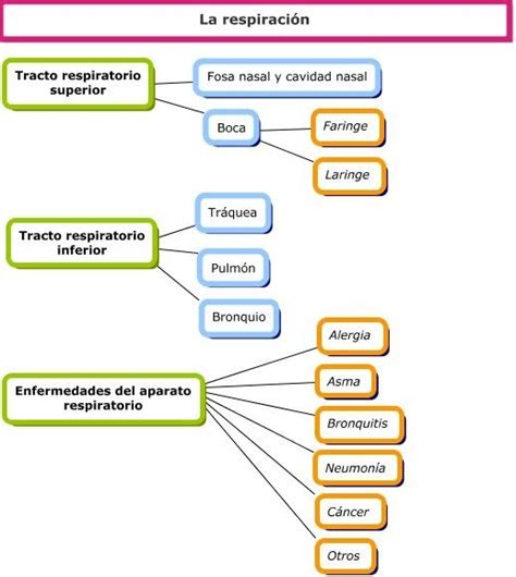 Cuadro Sinóptico Sobre El Aparato Respiratorio Cuadro Comparativo