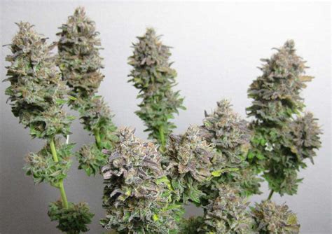 Marihuana Critical Dinafem Seeds