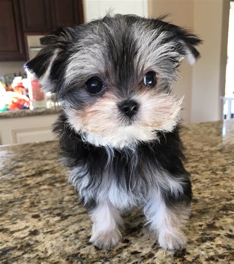 Tiny Teacup Morkie Puppy Baby Doll Face Iheartteacups