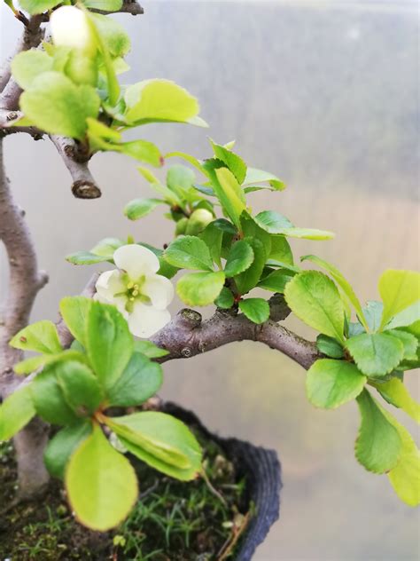 Quince Flowering Bonsai Tree 4 Shoka Bonsai