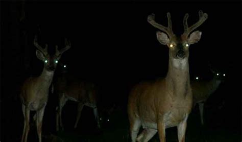 31 Night Animals With Glowing Eyes Red Yellow Etc With Images