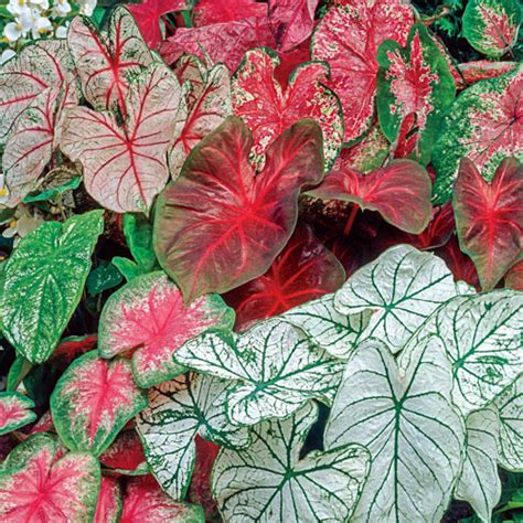 Perennial shade flowers for sale. Shade Perennials - Caladium Mixed