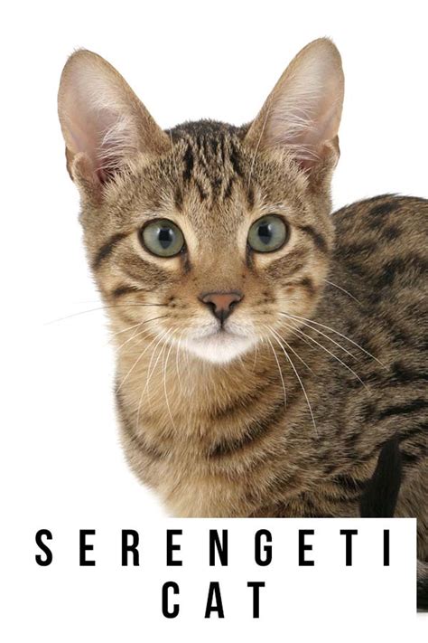 Serengeti Cat Is This Wild Looking Domestic Cat A Match For You