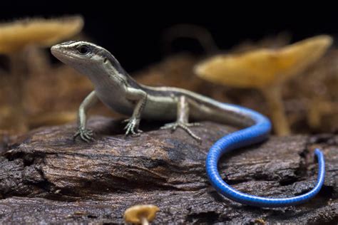 Blue Tailed Skink Care Guide Needs And Faqs Explained Pics Rocket Site