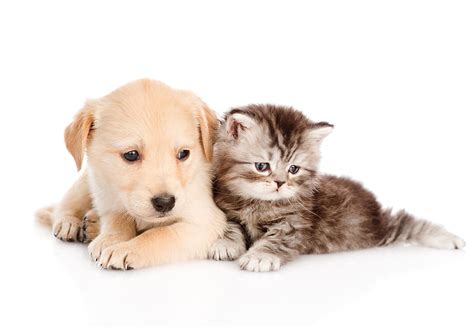Dog And Cat Cute Kittens Puppies Dog Autumn Kittens And Puppies