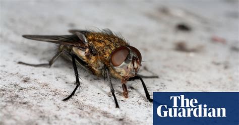 How The Humble Fly Can Help To Solve Our Most Gruesome Crimes