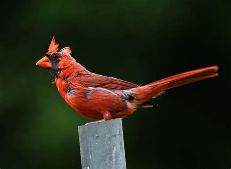 Male Northern Cardinal In Molting Stage Randolph County Flickr