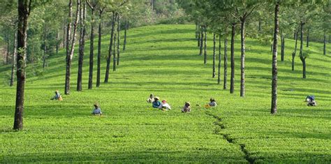 The trek from the base area is a three hour trip to the reserve forest area where the view is extremely beautiful. Experience the Visual Treat in God's Own Country - Kerala