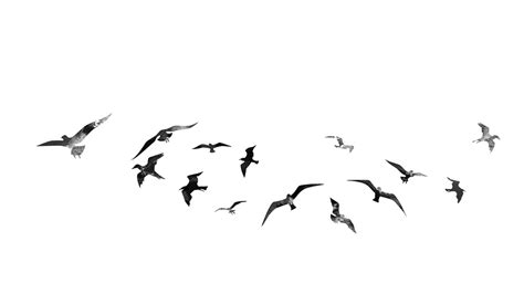 Flying Bird Png Hd Quality Png Play