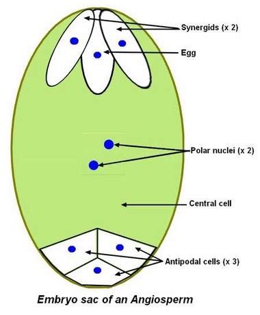 It consists of 6 haploid cells without cell walls (2 synergidae, 3. What is the ploidy of cell inside the embryo sac? - Quora