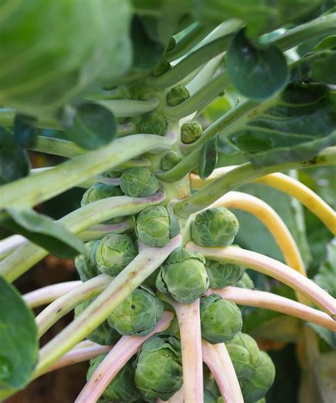 How To Grow Brussels Sprouts Guide To Planting And Growing Homes