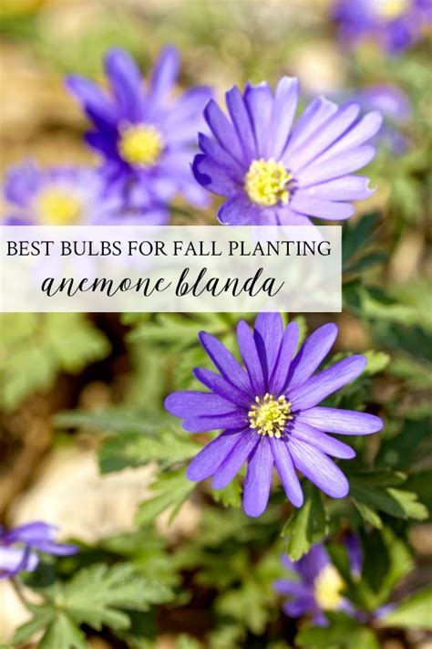 5 Best Bulbs For Fall Planting Spring And Summer Blooms On Sutton Place