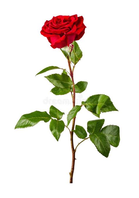 Red Rose Stock Image Image Of Holiday Plant Fresh 15513285