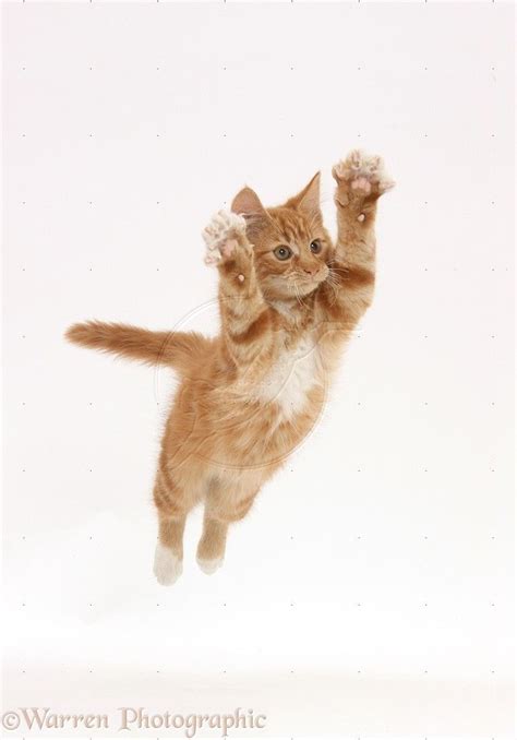 Ginger Kitten Leaping With Arms Outstretched Photo Cat Reference