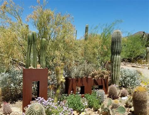 Sonora Desert Museum Tucson Arizona Day Trip Idea
