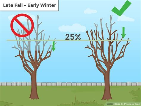 How To Prune A Tree 13 Steps With Pictures Wikihow