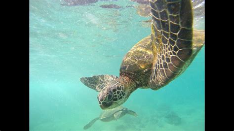 Feeding Sea Turtles In Maui Youtube