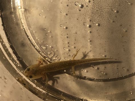 Salamander Larvae Identification
