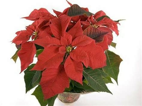 Dibujo Flor De Pascuas - La Flor De Pascua, La Navidad, Flor imagen png