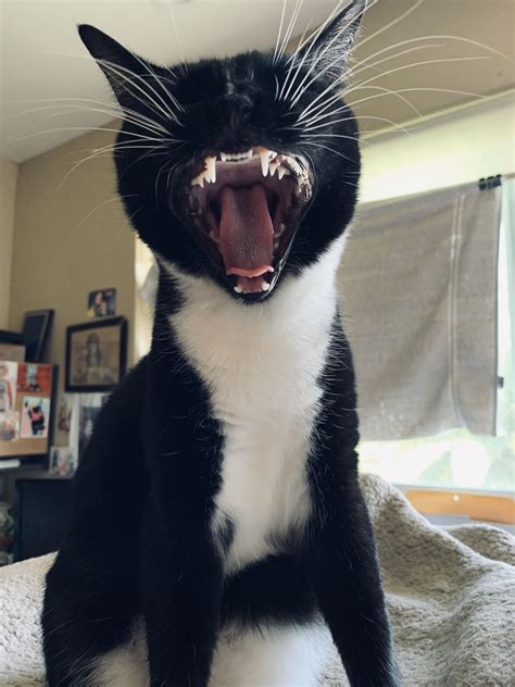 Psbattle This Yawning Cat Rphotoshopbattles