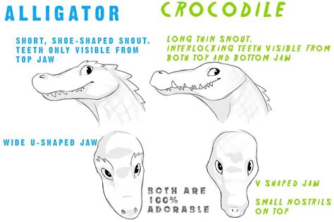 crocodile alligator difference guide for furry scalie tutorial de desenho esboços de animais