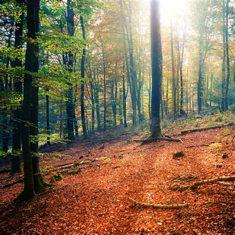 Sunny Autumn Forest Stock Image Image Of Natural Bright 32916375
