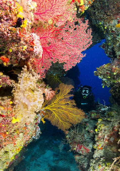 Top Five Coral Dives In Vanuatu Scuba Diver Life