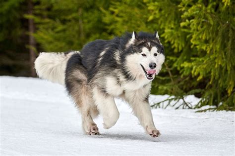 Alaskan Malamute Dog Breed Info All You Need To Know
