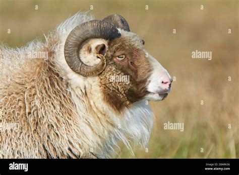 Domesticated Sheep On A Shetland Farm Scotland Uk Stock Photo Alamy