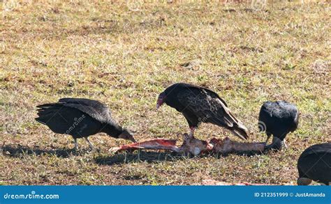 Black Vultures Eating Cow Carcass Stock Image Image Of Wildlife