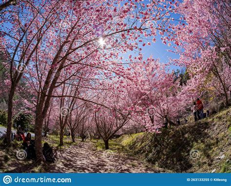 Sunny View Of The Beautiful Cherry Blossom In Wuling Farm Editorial