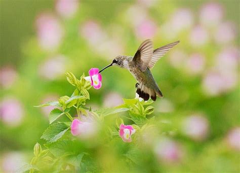 10 Prettiest Plants To Attract Pollinators Purewow Pink And Purple