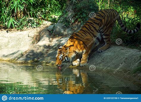Siberian Tiger Drinking Water From Lake Stock Photo Image Of Summer