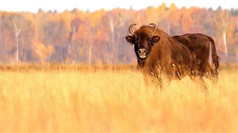 European Bisons in autumntime. - YouTube