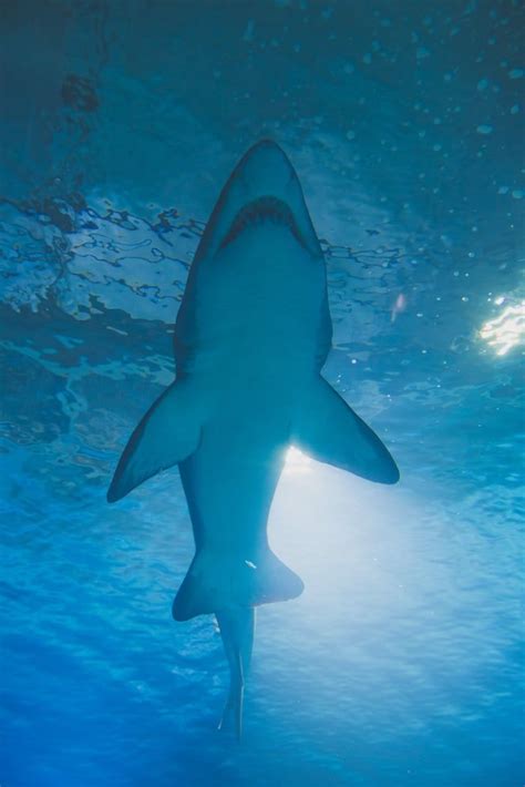 500 Shark Pictures Download Free Images On Unsplash Shark Pictures