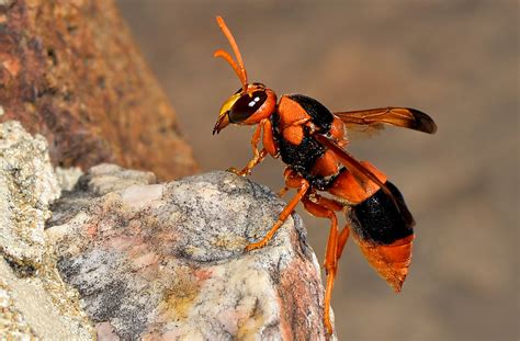 Potters Wasp Abispa Ephippium This Wasp Is A Frequent Visi Flickr