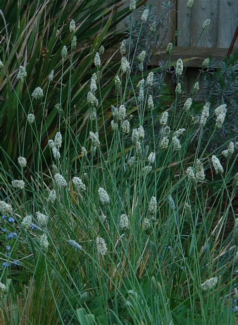 Sesleria Nitida Knoll Gardens Ornamental Grasses And Flowering