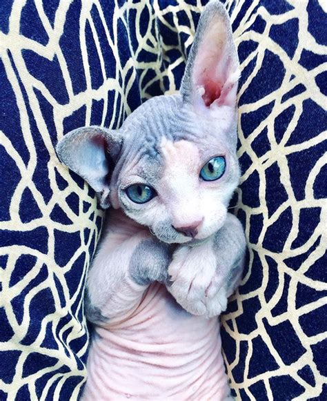 13 Sphynx Babies That Can Charm Even Those Who Dont Like Cats Cute