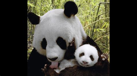 Baby Pandas Youtube
