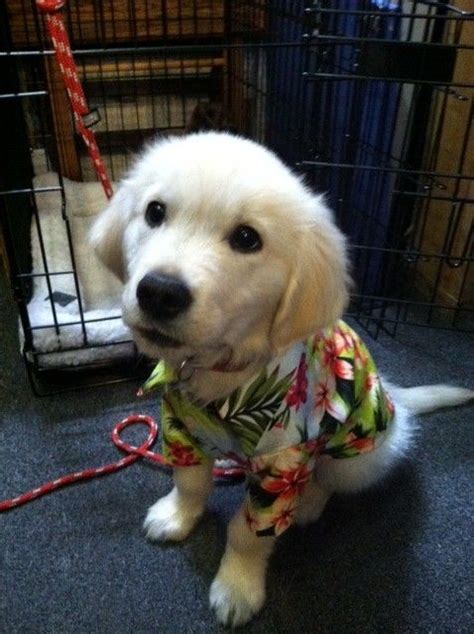 Samson The Store Mascot In His New Hawaiian Shirt This One Is Just
