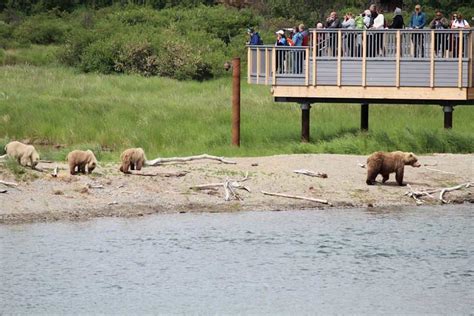 Building A New Bridge Among Thousands Of Bears In Katmai National Park